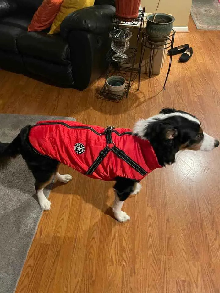 Waterproof Winter Jacket with Built-in Harness