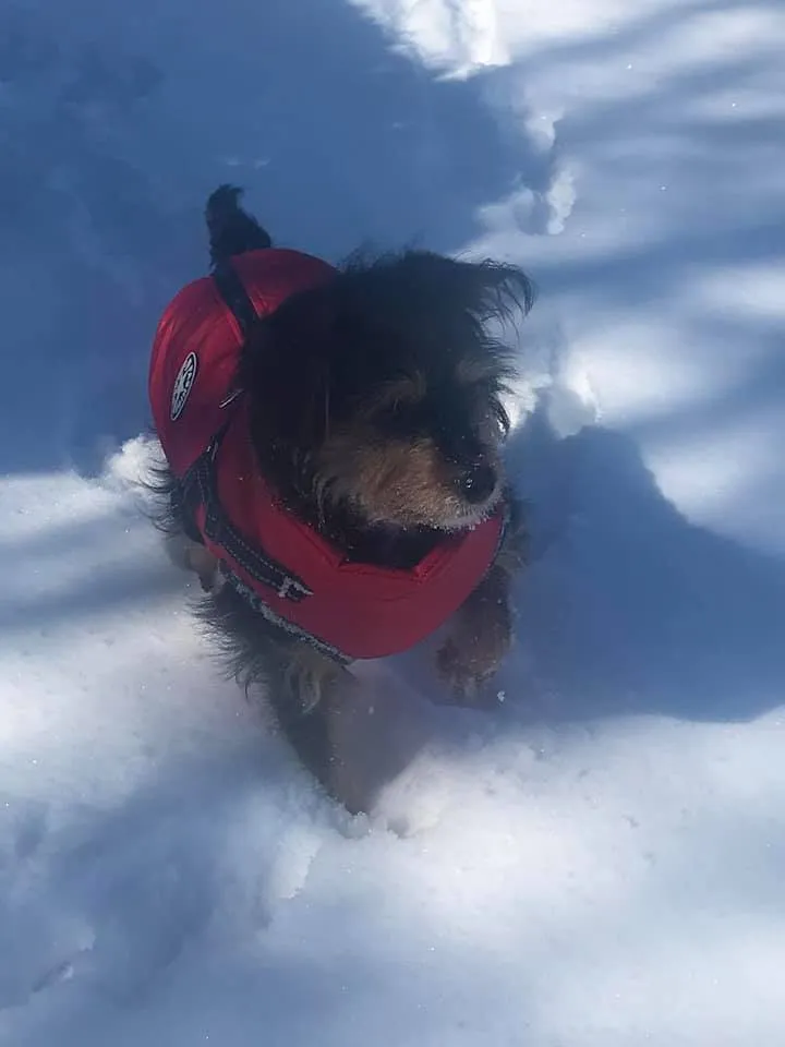 Waterproof Winter Jacket with Built-in Harness