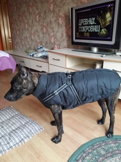Waterproof Winter Jacket with Built-in Harness